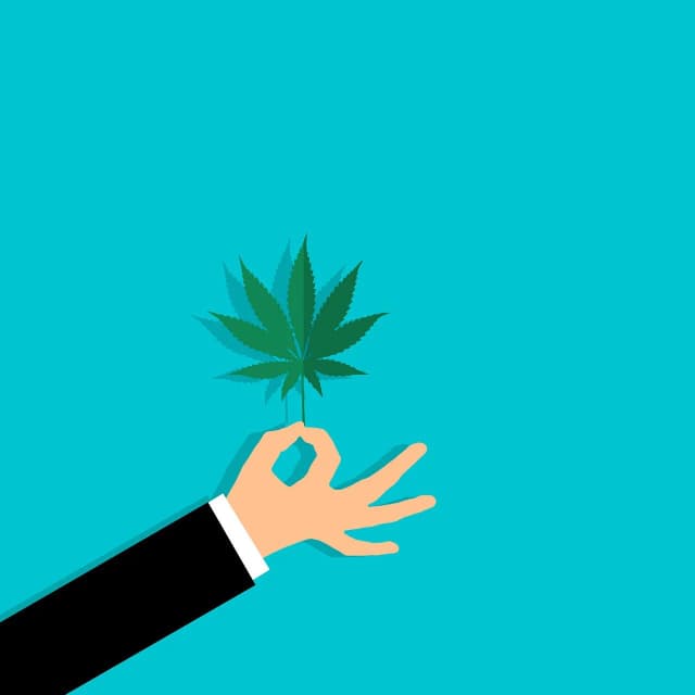 Productos con CBD en México: Soluciones naturales para la ansiedad en humanos y mascotas
